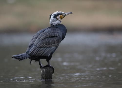 Great Cormorant reference