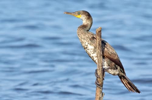 Indian Cormorant reference