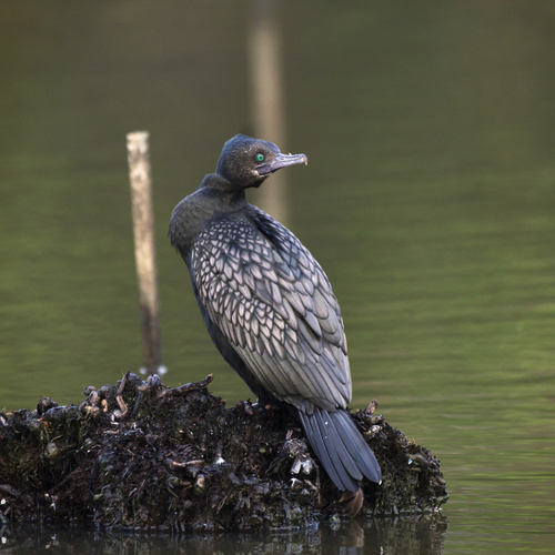 Little Black Cormorant reference