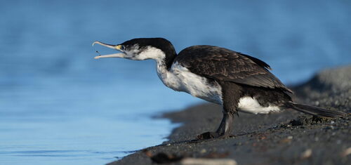 Pied Shag reference