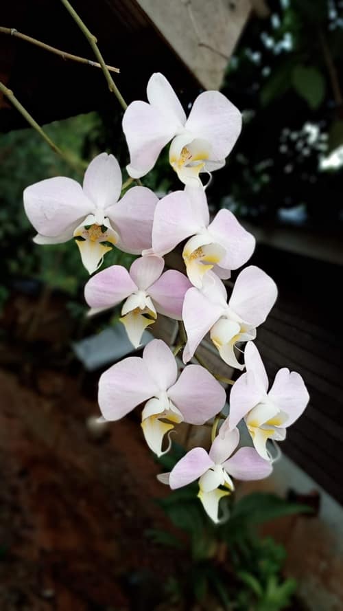 Moon Orchid reference