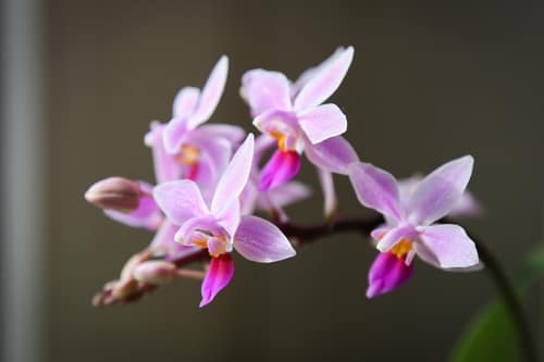Rose Phalaenopsis reference