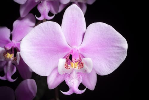 Schiller's Phalaenopsis reference
