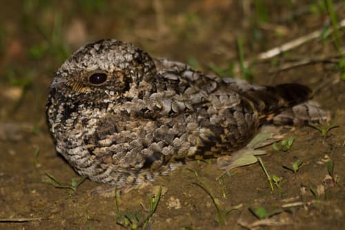 Common Poorwill reference