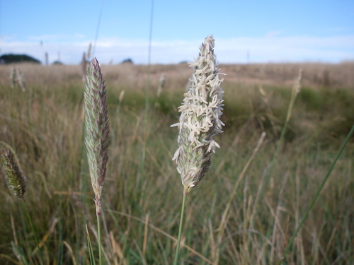 Harding Grass reference