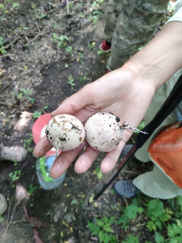 Dune Stinkhorn reference