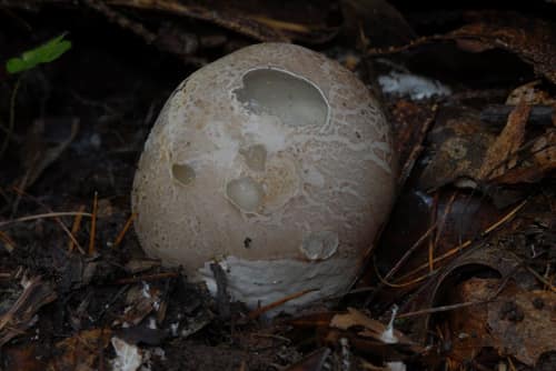 Common Stinkhorn reference