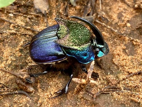 Differing Rainbow Scarab reference