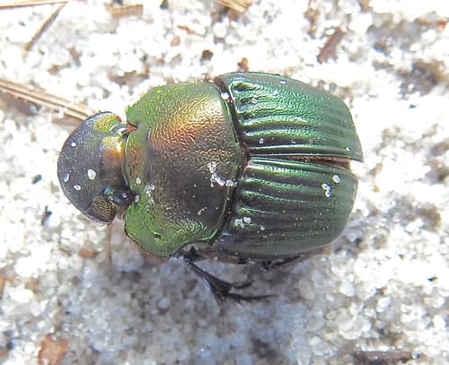 Fiery Rainbow Scarab reference