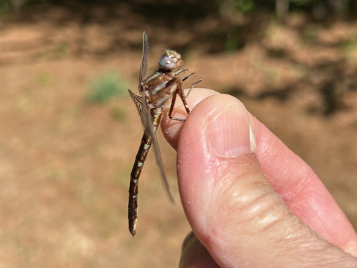 Ashy Clubtail reference