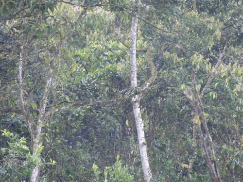 Golden-headed Quetzal reference