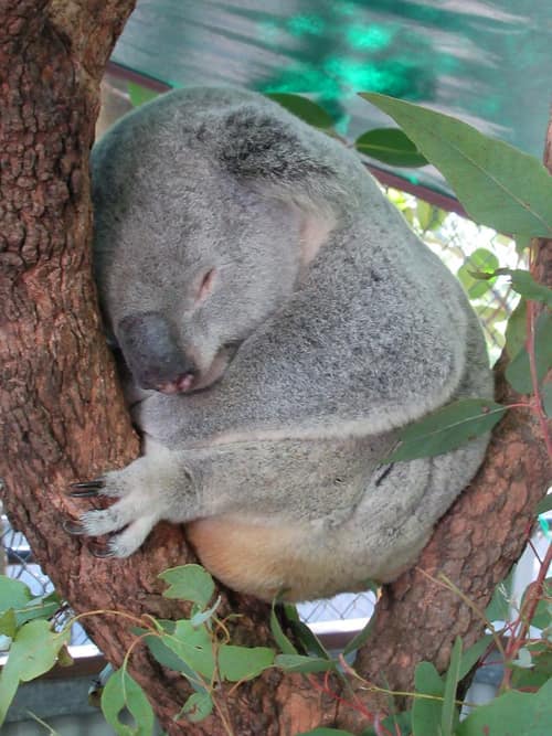 Queensland Koala reference