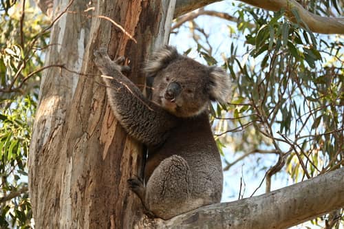 Koala reference