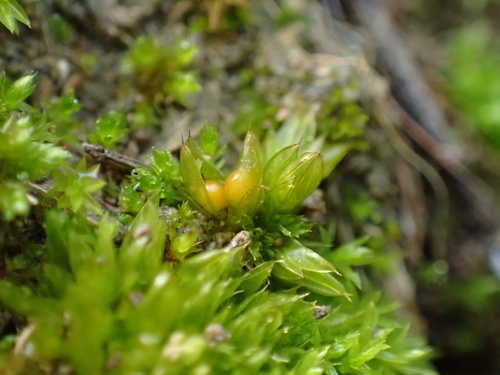 Cuspidate Earth-moss reference