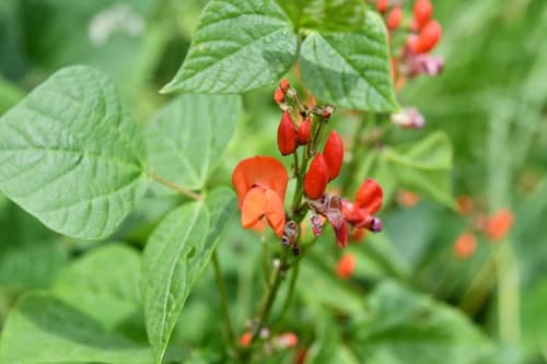 Runner Bean reference