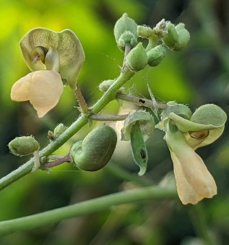 Lima Bean reference