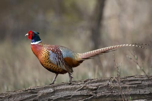Ring-necked Pheasant reference