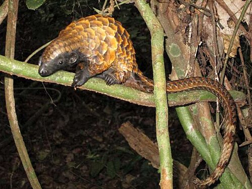 Black-bellied Pangolin reference