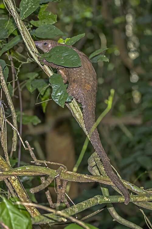 White-bellied Pangolin reference