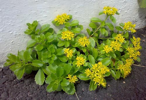Orange Stonecrop reference