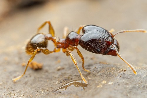 African Big-headed Ant reference