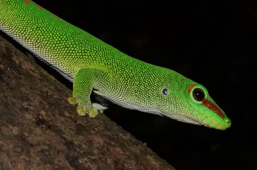 Giant Day Gecko reference