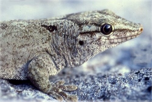 Guenther's Gecko reference