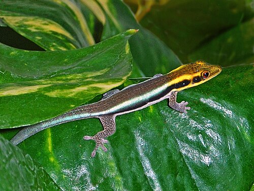Yellow-headed Day Gecko reference