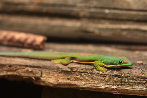 Striped Day Gecko reference
