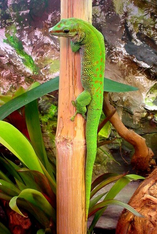 Madagascar Day Gecko reference