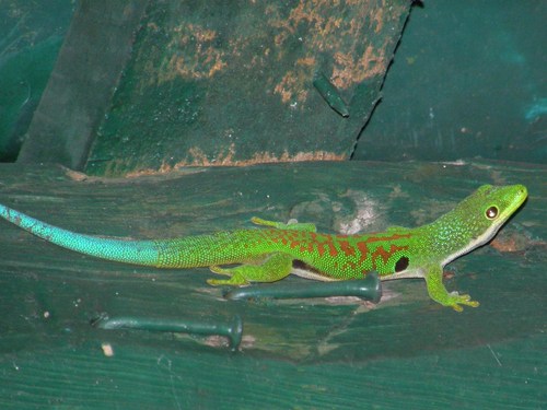 Peacock Day Gecko reference