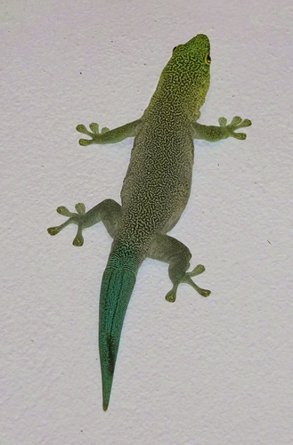Standing's Day Gecko reference