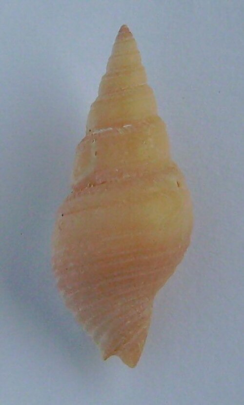 Zelithophoma zealandica reference