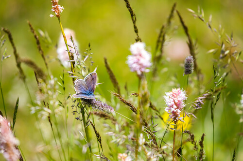 Large Blue Butterfly reference
