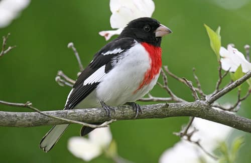 Rose-breasted Grosbeak reference