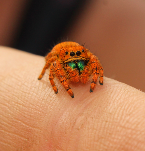 Apache Jumping Spider reference