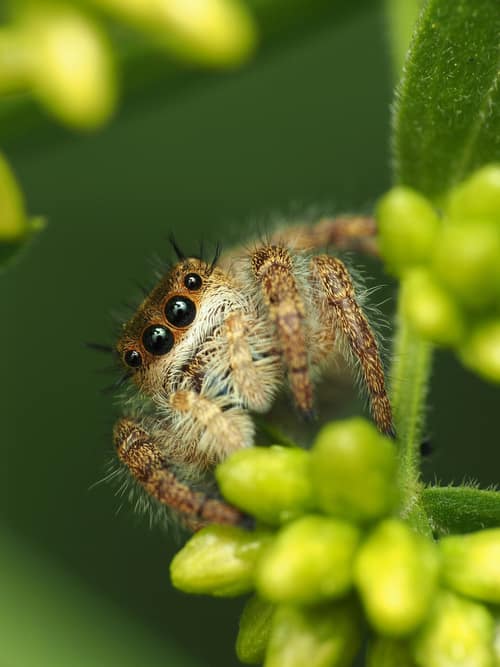 Bold Jumping Spider reference