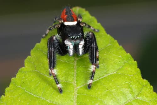 Brilliant Jumping Spider reference