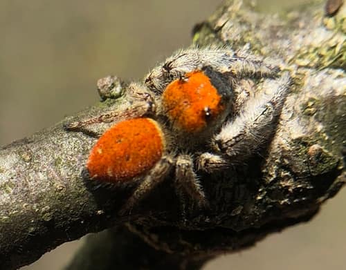 Red-Backed Jumping Spider reference