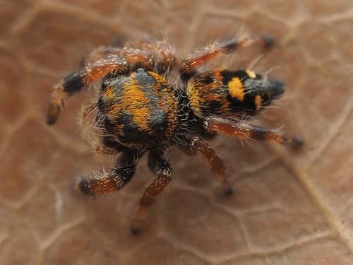 Regal Jumping Spider reference