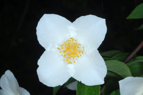 Scentless Mock Orange reference