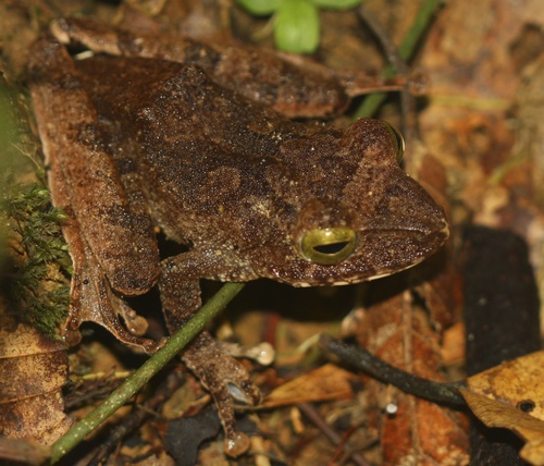 Hose's Bush Frog reference