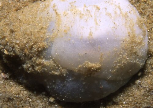 White Lobe Shell reference