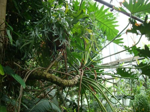 Lacy Tree Philodendron reference