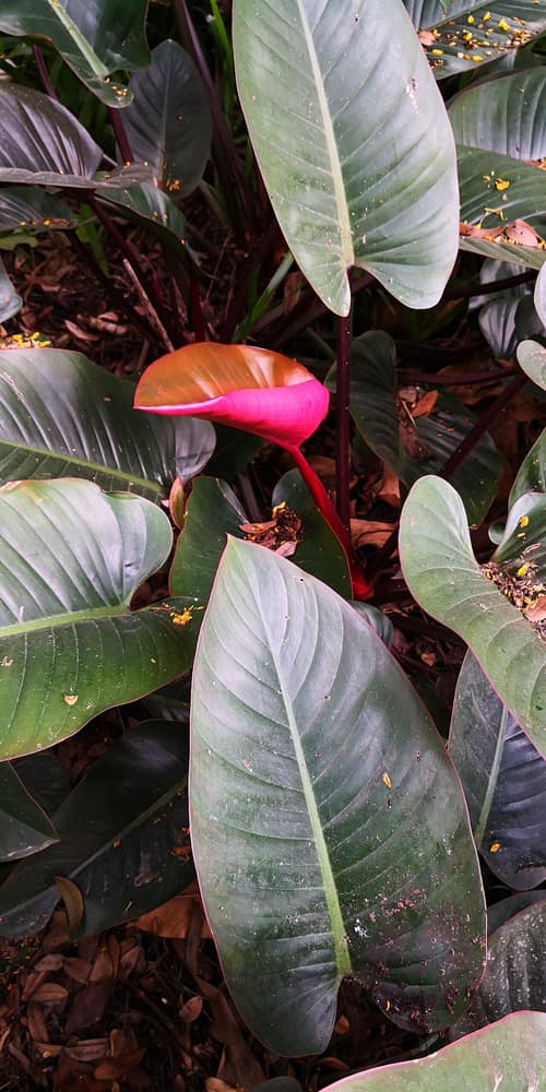 Red-leaf Philodendron reference