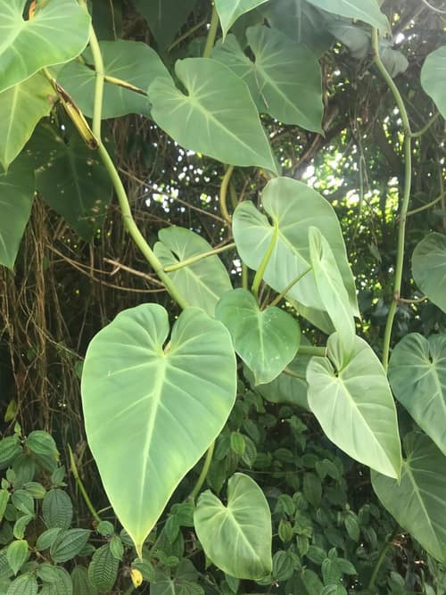 Heartleaf Philodendron reference