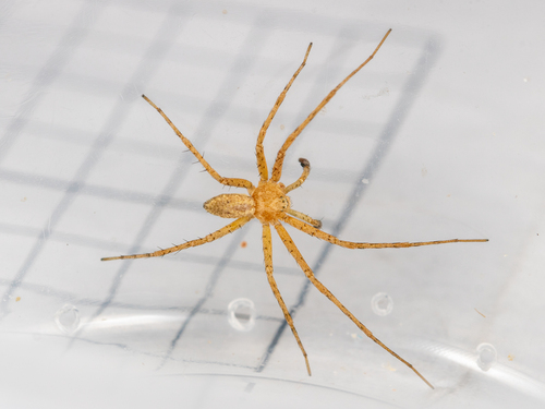Turf Running Crab Spider reference