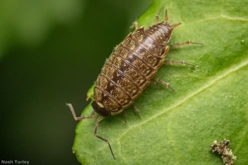 Common Striped Woodlouse reference