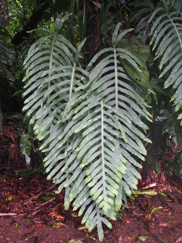 False Golden Polypody reference