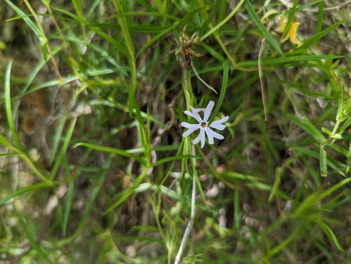 Sand Phlox reference